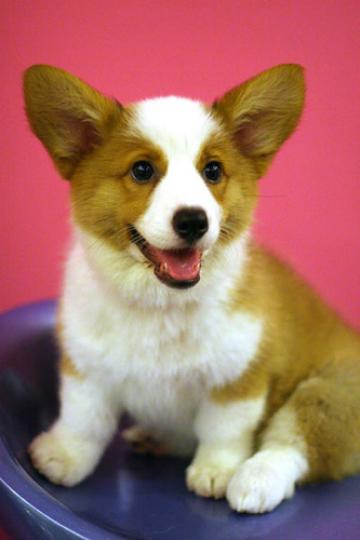 Corgi Puppy Pictures And Information