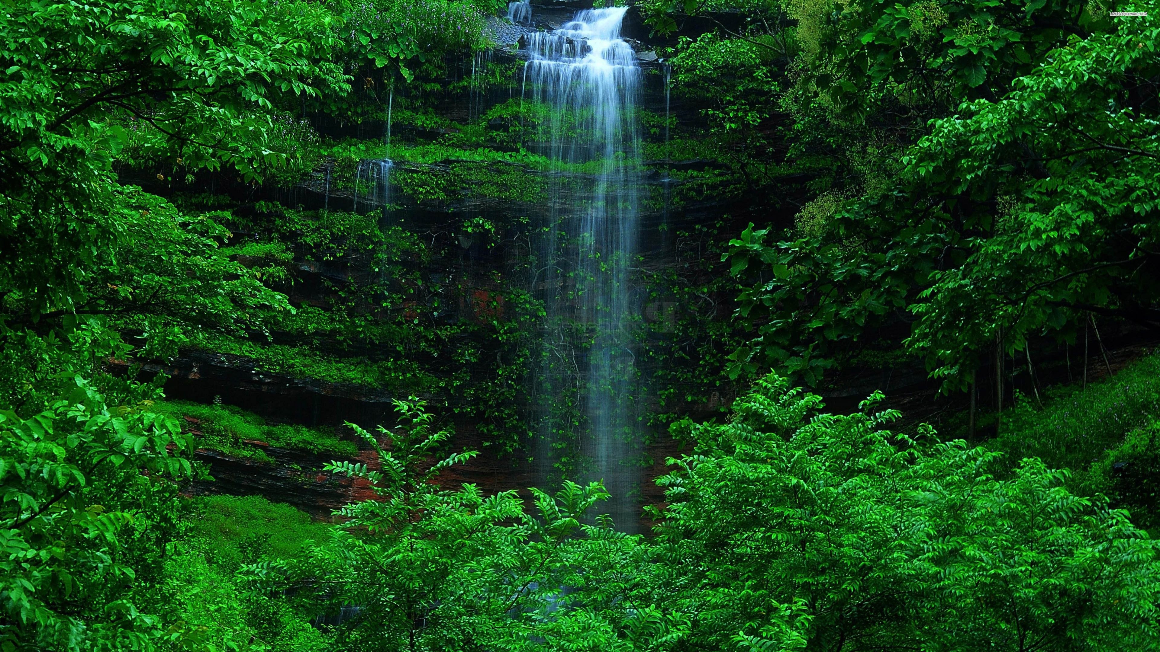 Green Forest Wallpaper
