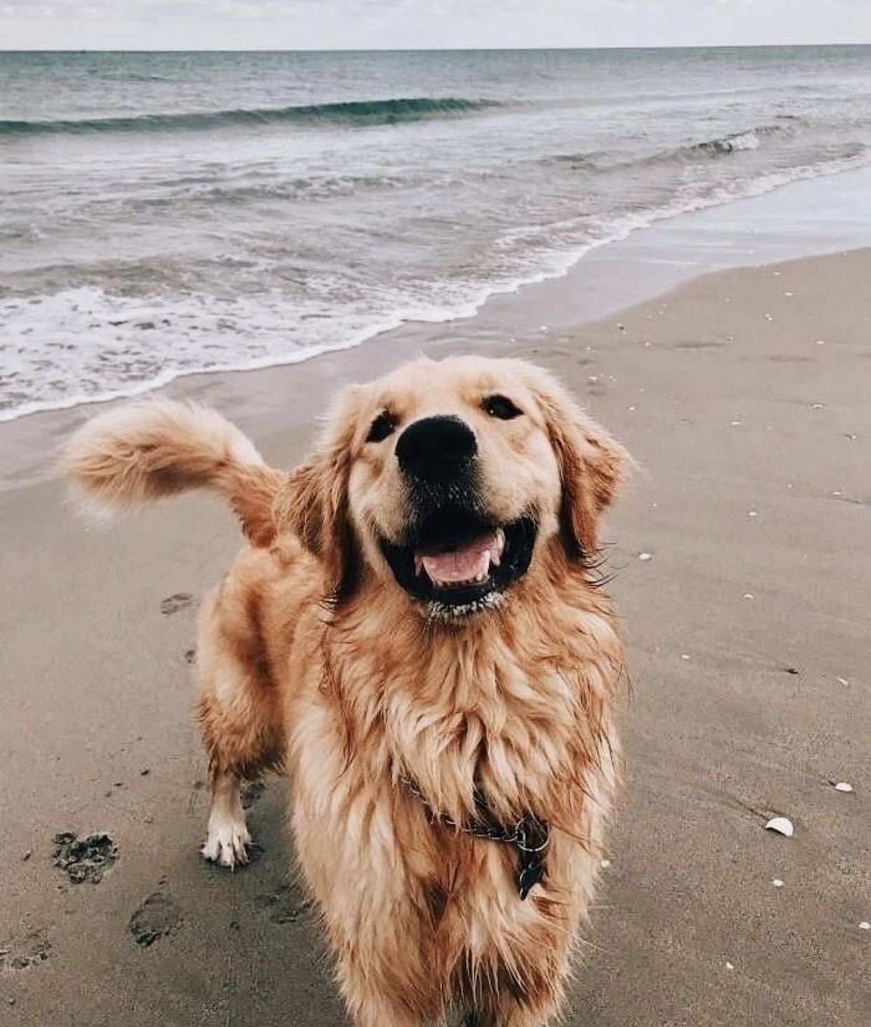 Golden Retriever Puppy Wallpaper Cute Aesthetic