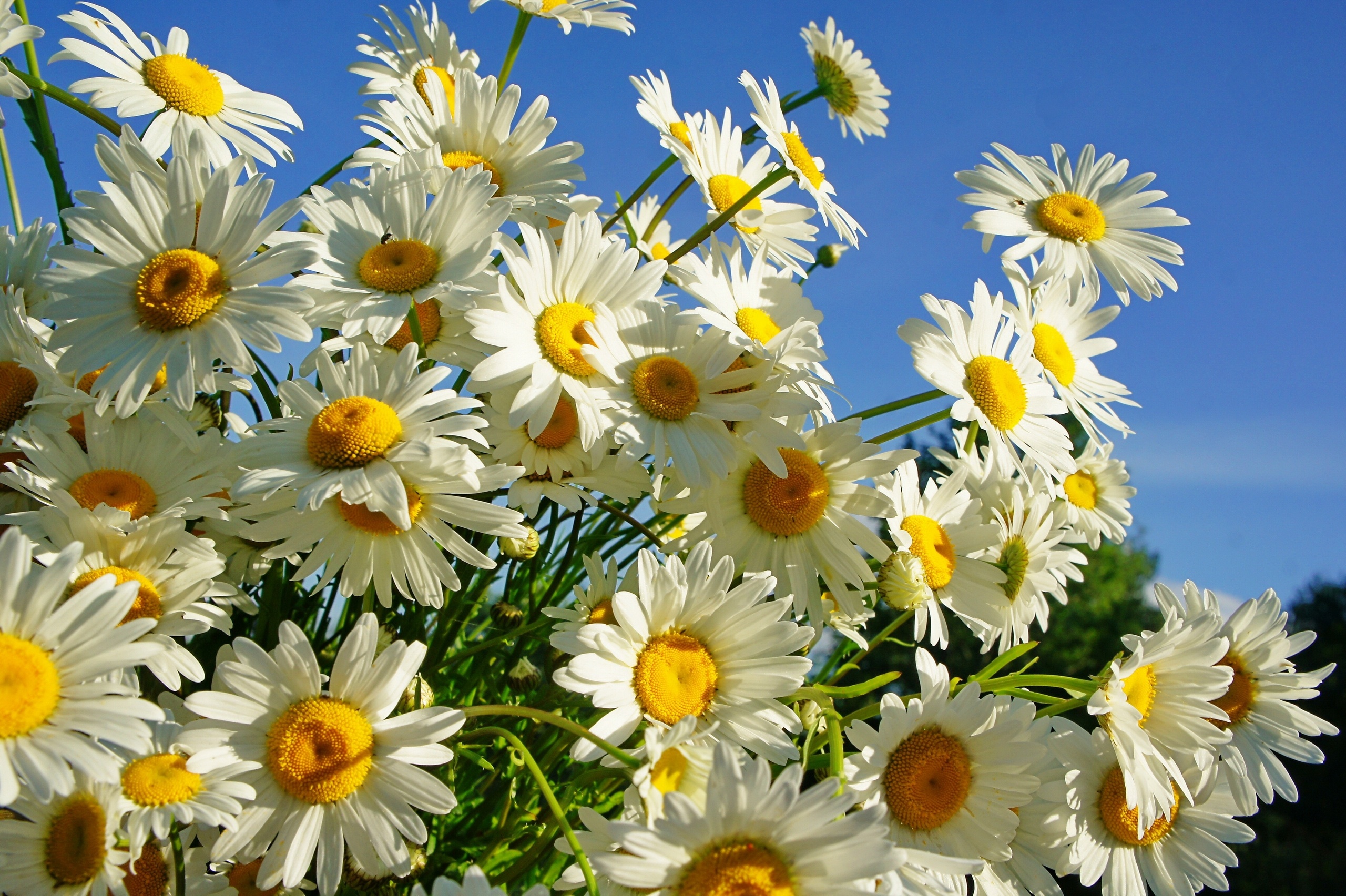 Daisy Wallpaper Wallpapertag Image