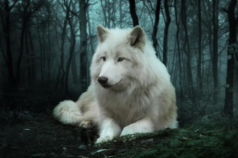 Wolf HD Wallpaper   Android apps op Google Play