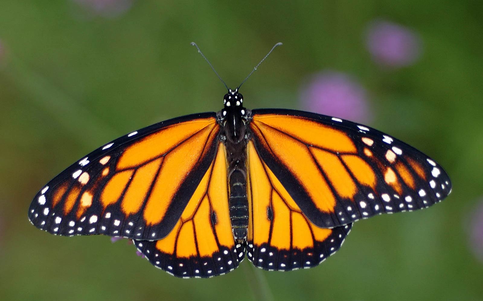 Desktop Butterflies Wallpaper HD Butterfly Monarch