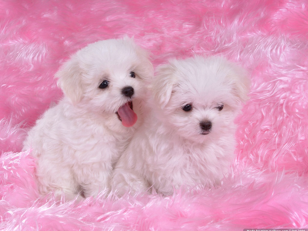 Cute Pink Puppy Wallpaper Best High Resolution