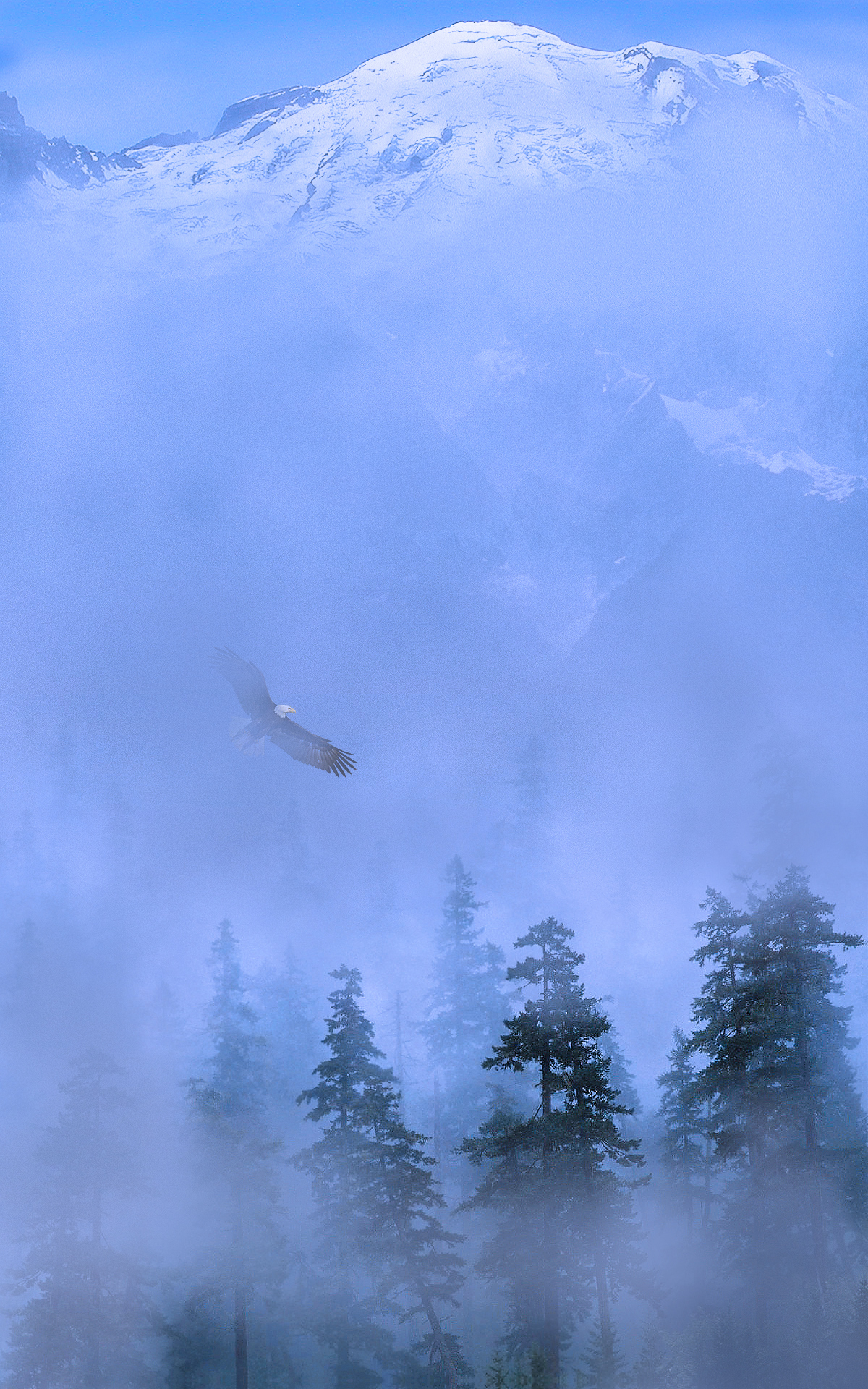 Eagle Flys In Front Of Snow Capped Mountain Over Trees Through Blue