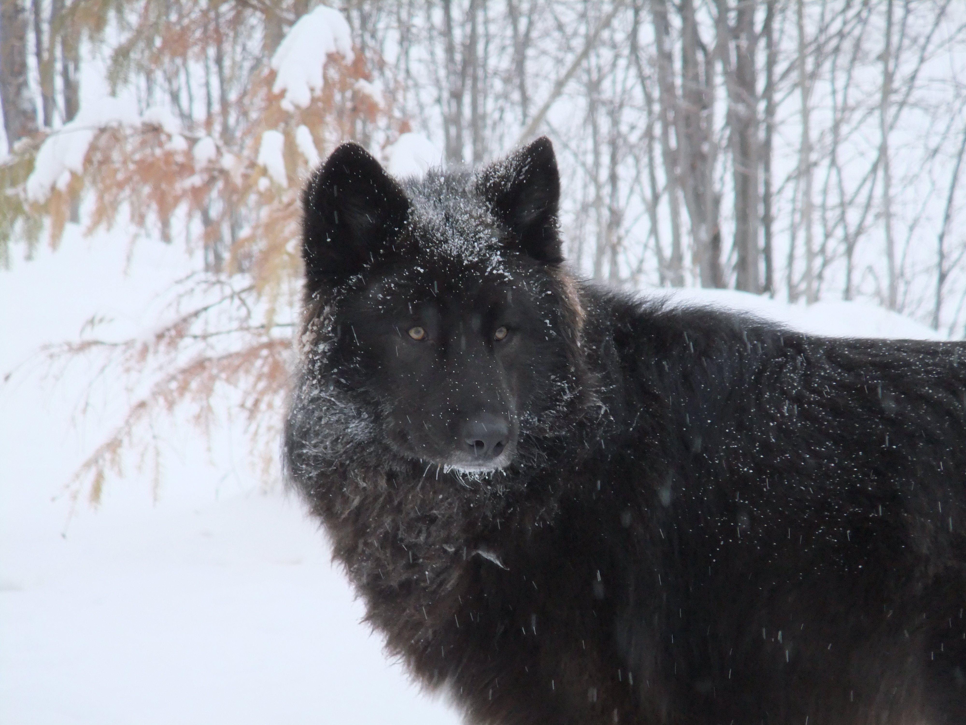 Black Wolf In Winter Wallpaper   Wallpapers Z