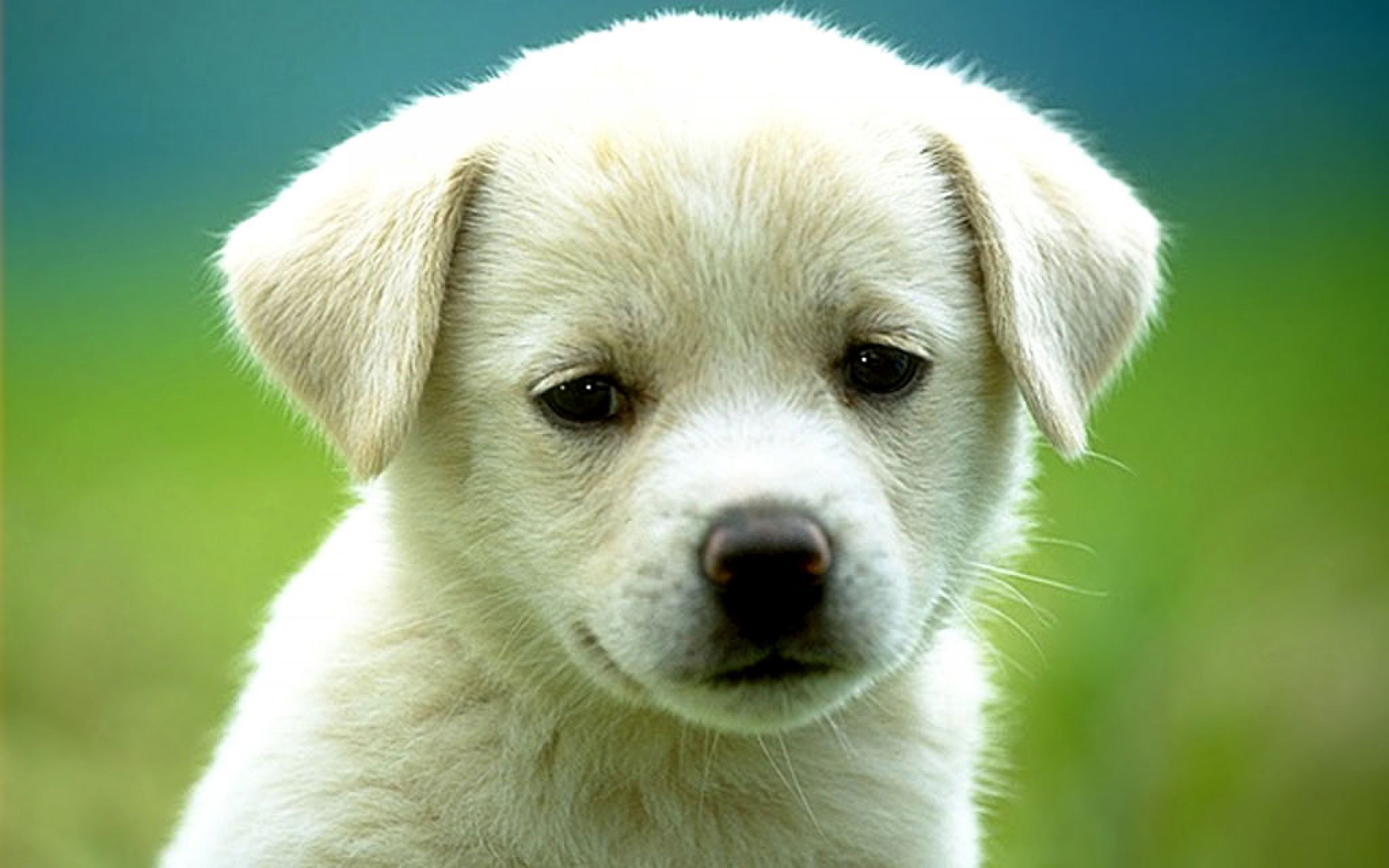 White Puppy Wallpaper High Definition Quality Widescreen