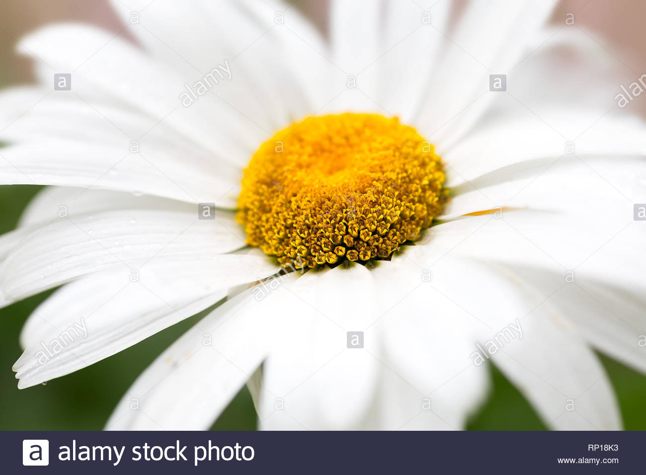 Large White Daisy Flower Close Up Desktop Wallpaper Stock Photo