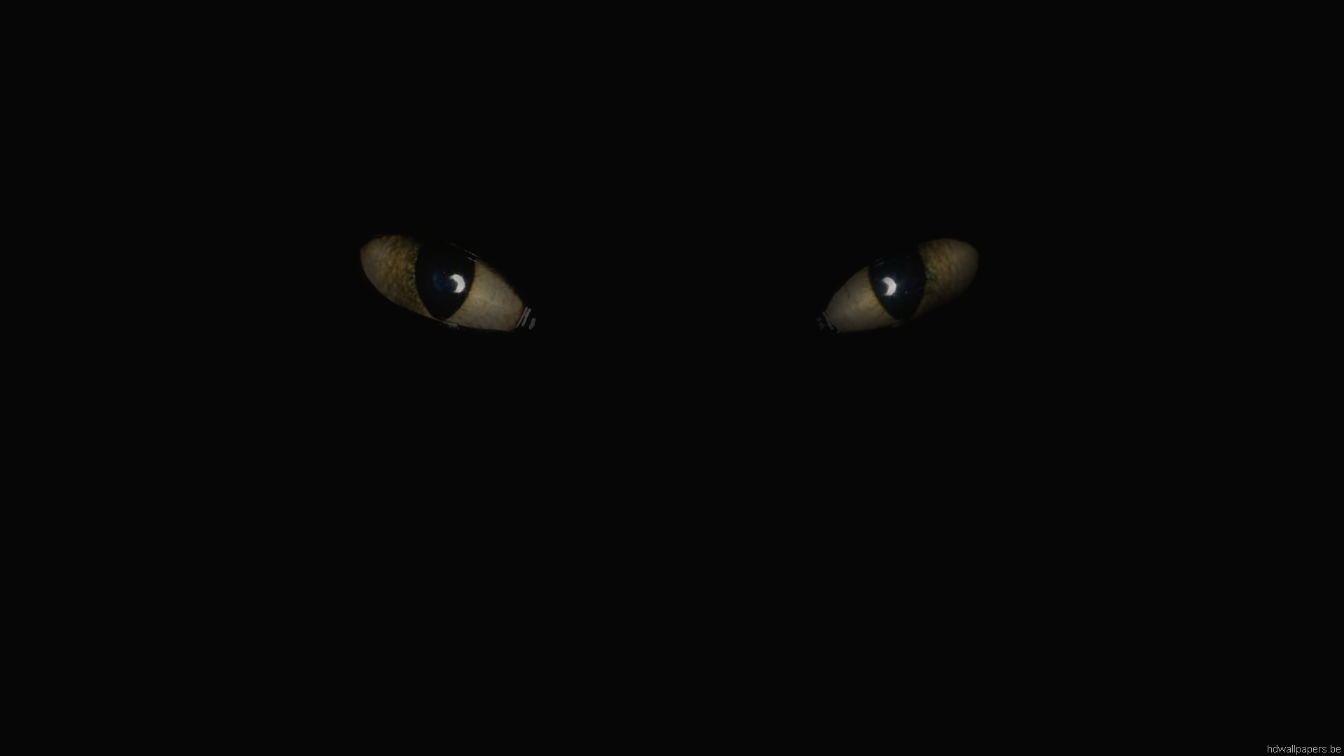 Dark Cat Wallpaper