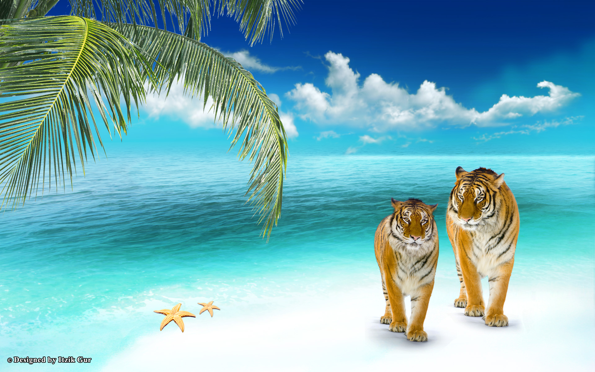 Beach Elephant Tigers Animals Animal Desktop Wallpaper
