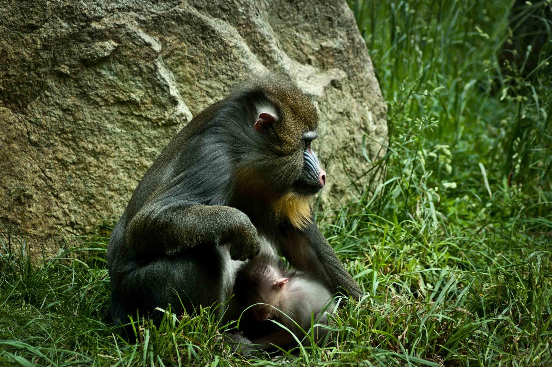 A mother mandrill baboon cradles her baby close, showcasing the strong bond between them. The lush green grass and large rock provide a natural habitat backdrop