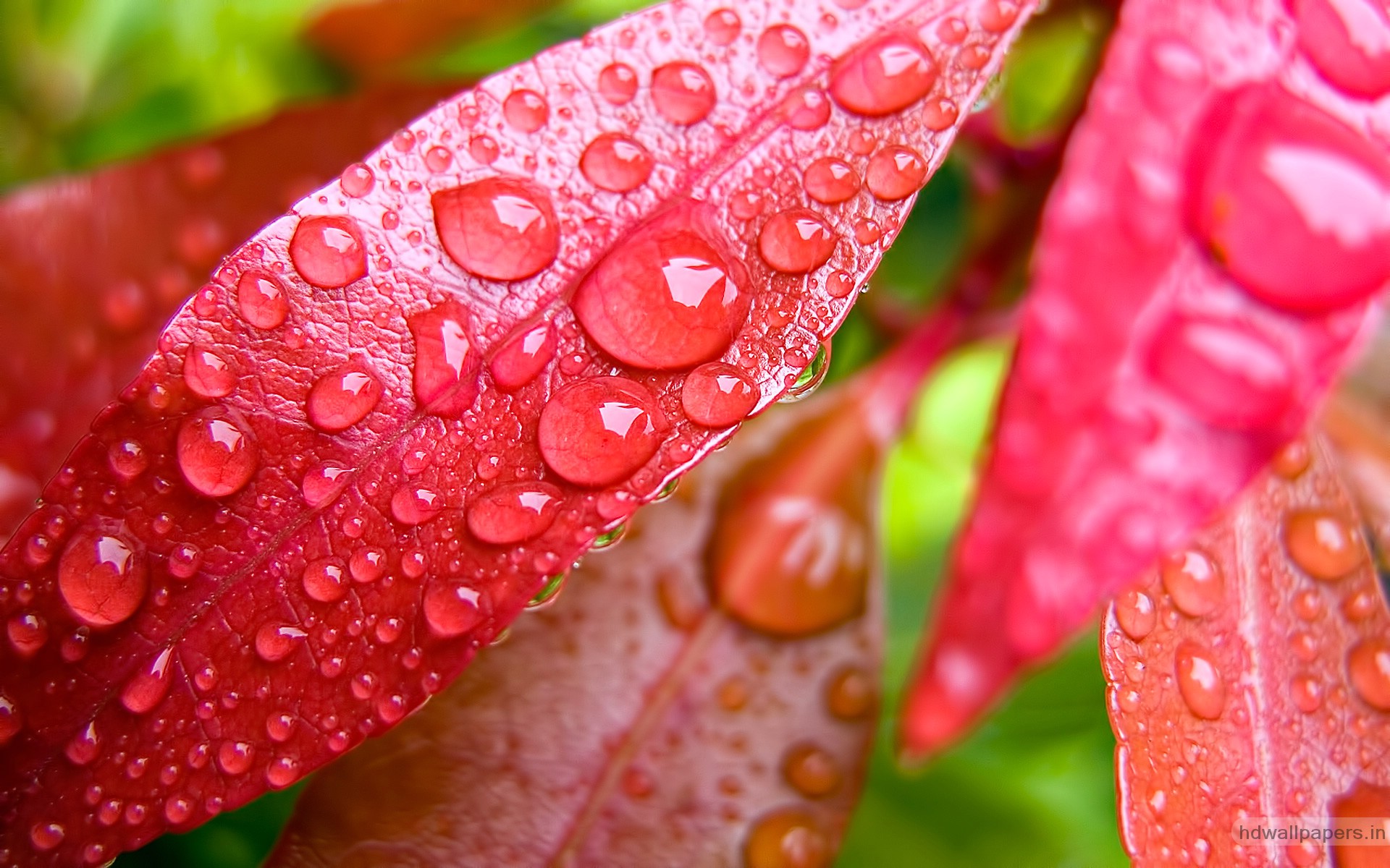 Water Bubbles on Pink Leaf Wallpapers HD Wallpapers