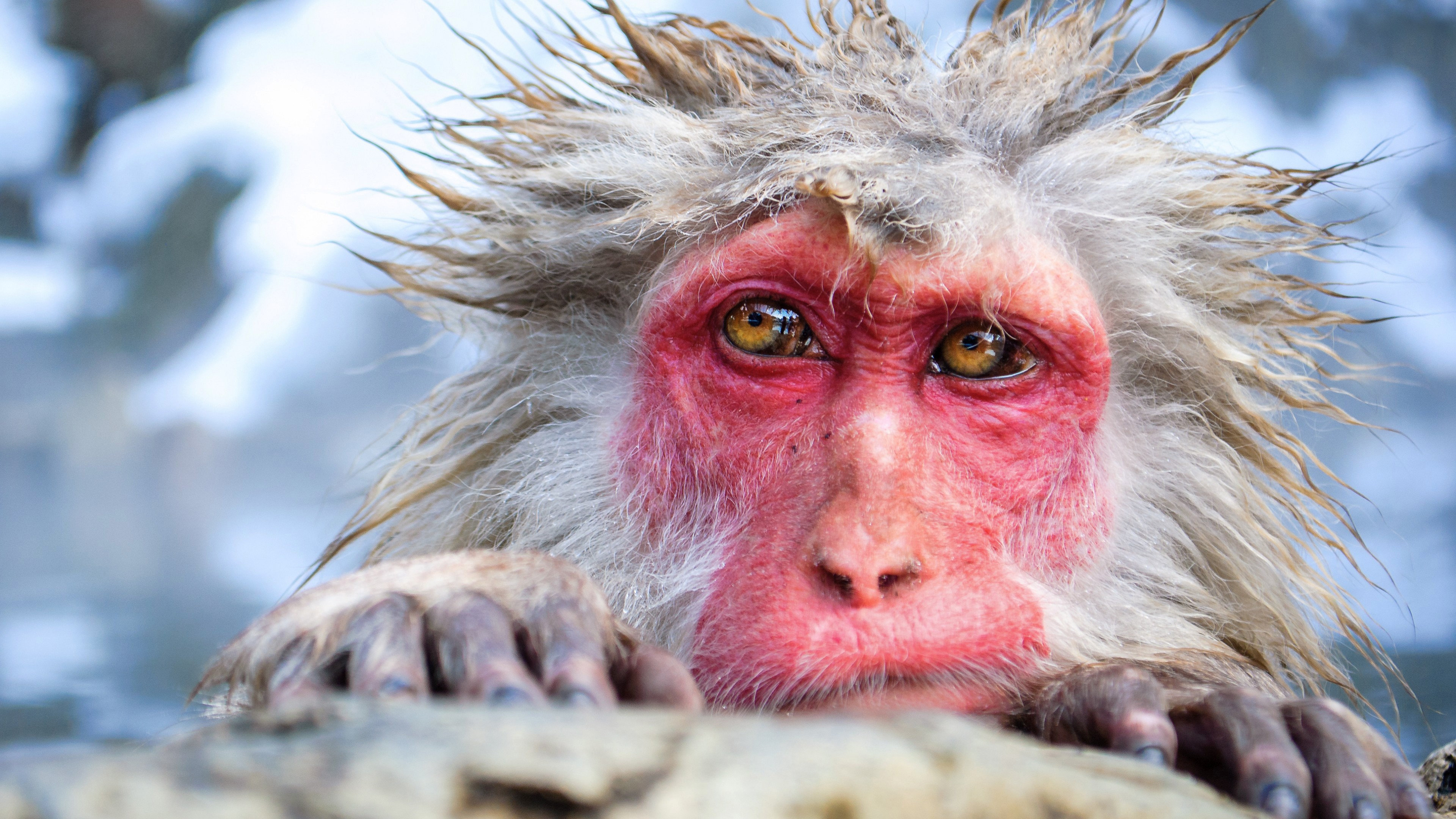 Animals Fur Monkey Nature Wallpaper HD