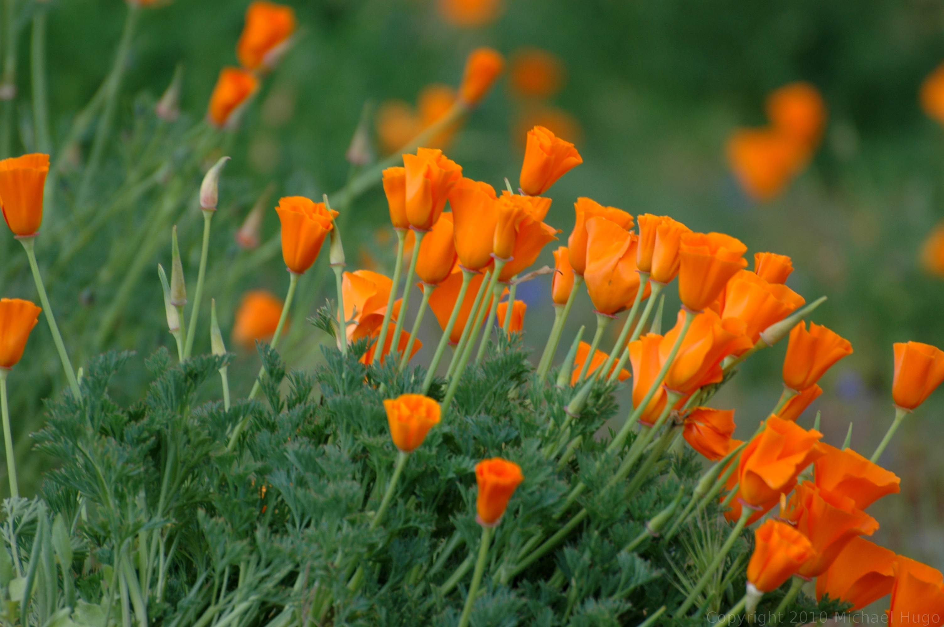 California Poppies