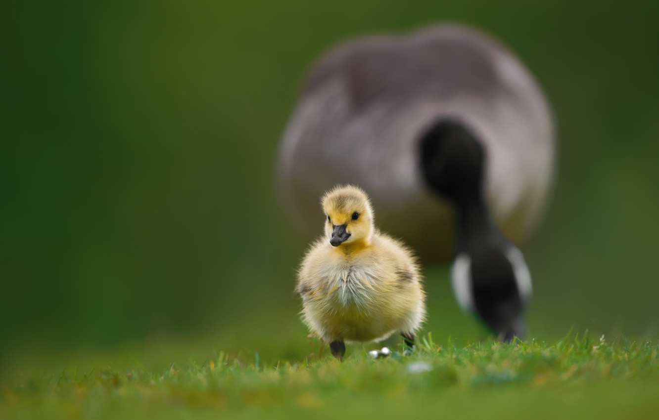 Wallpaper Grass Bird Baby Walk Chick Goose Bokeh Gosling