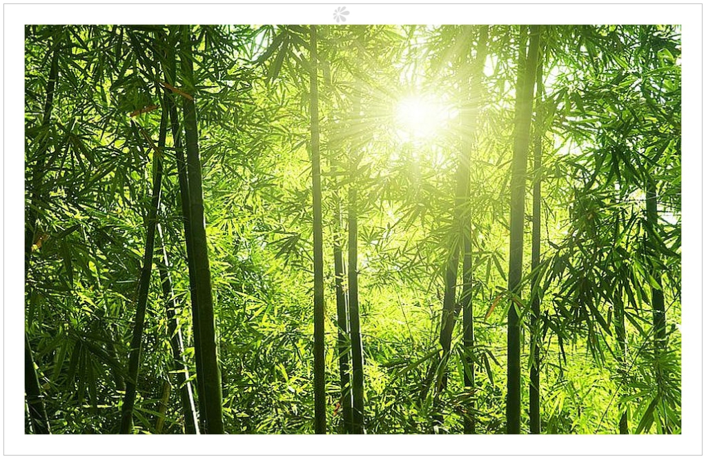 Details About Photo Wallpaper Bamboo Forest Wall Mural Design Gifts