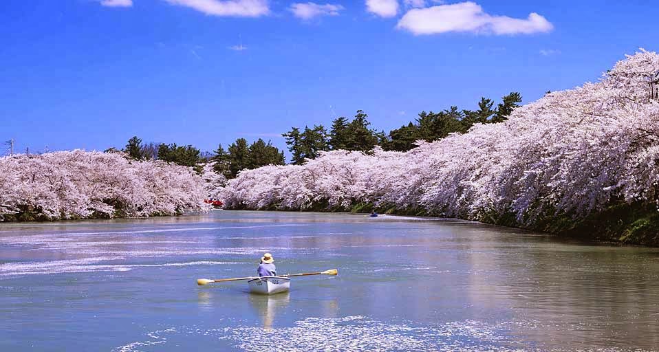 Cherry Blossoms In Hirosaki Park Japan