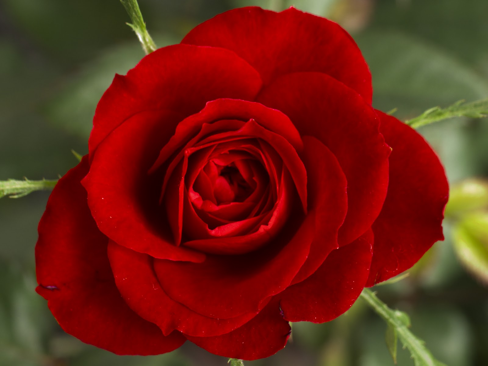  Pictures Red Rose Flowers Gifts Beautiful Red Roses Flowers