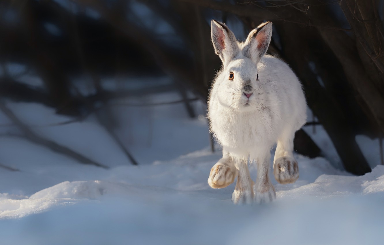 Wallpaper winter snow hare Vladimir Morozov A snowshoe rabbit