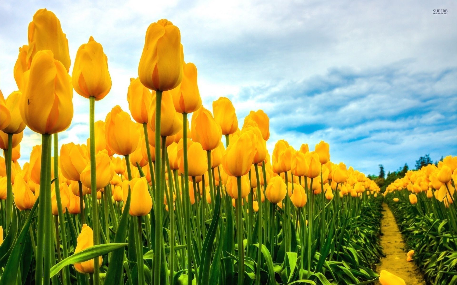 Field Of Yellow Tulips Wallpaper