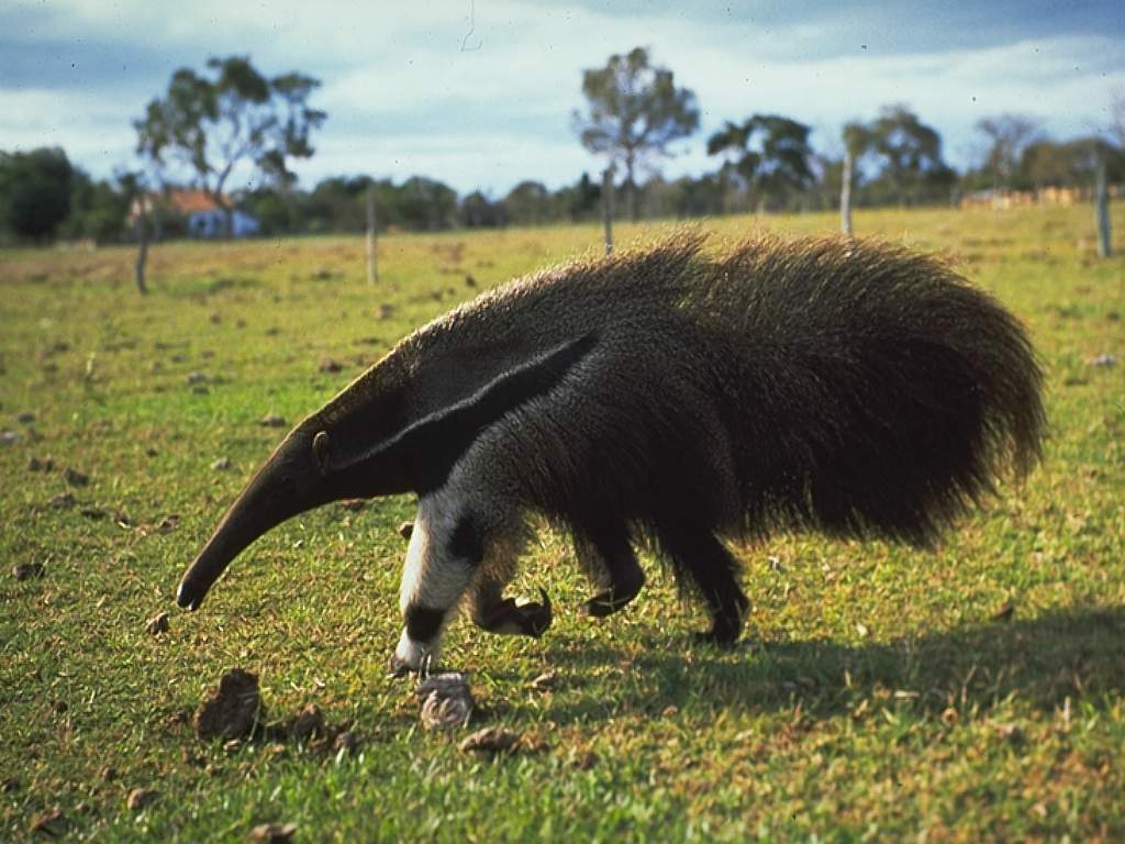 Animal Wallpaper Anteater