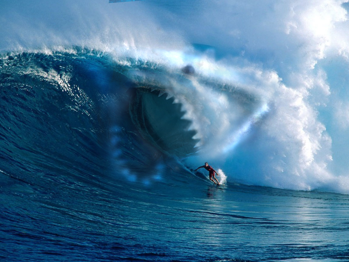 Great White Shark Megalodon Wallpaper Gallery with Surfer Sharks 1152x864
