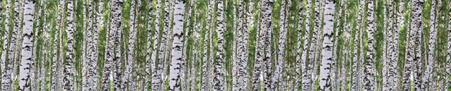 Birch Aspen Tree Wallpaper Murals