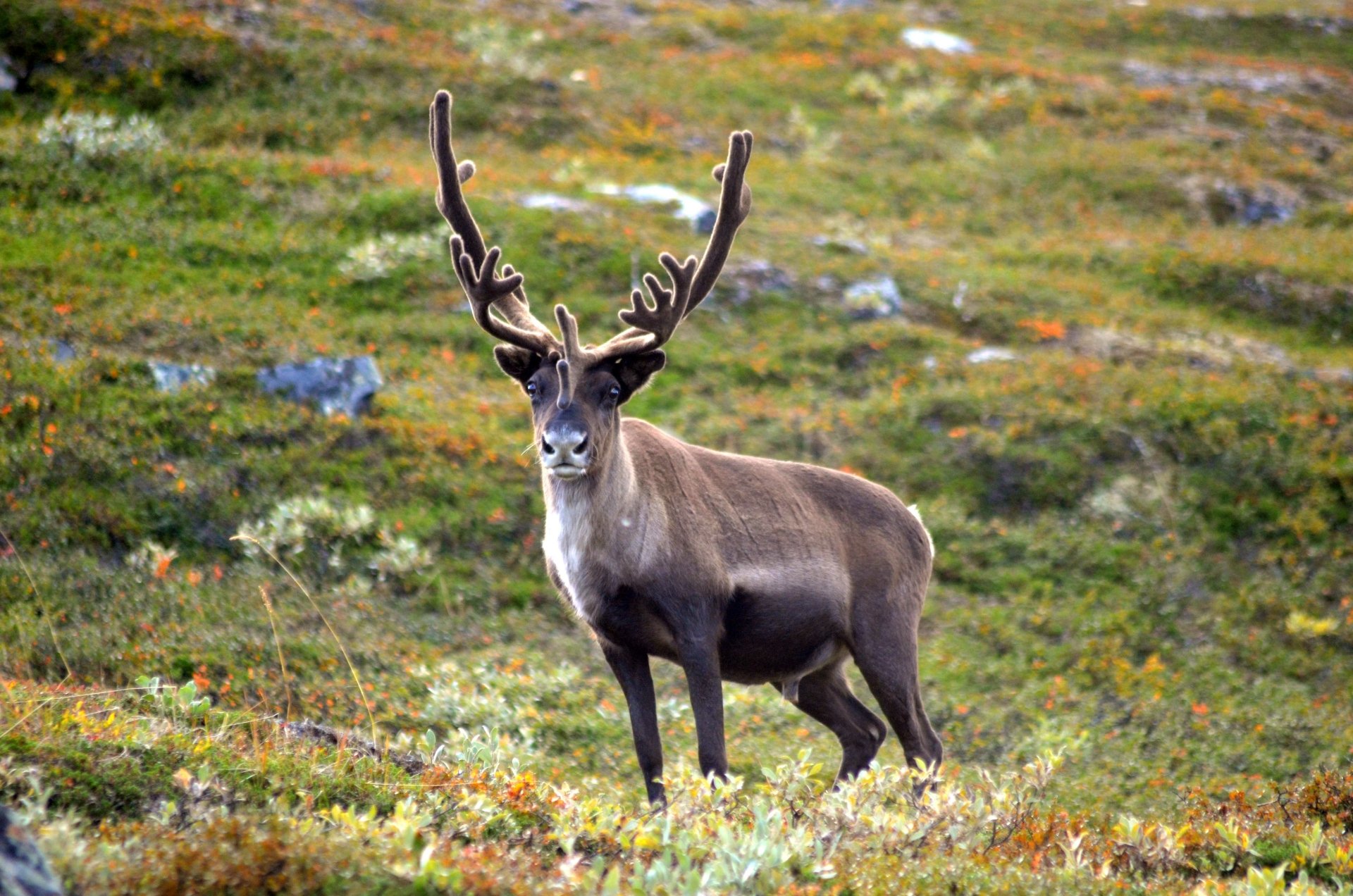 Animal Reindeer 4k Ultra HD Wallpaper