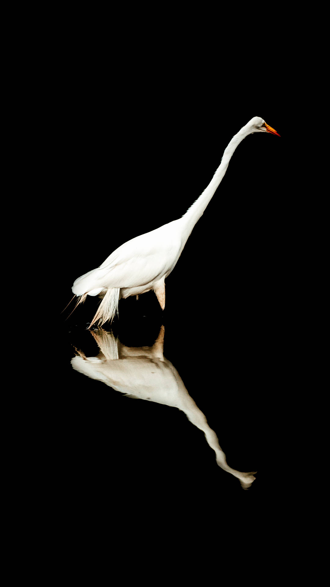 Birds Nature Wallpaper