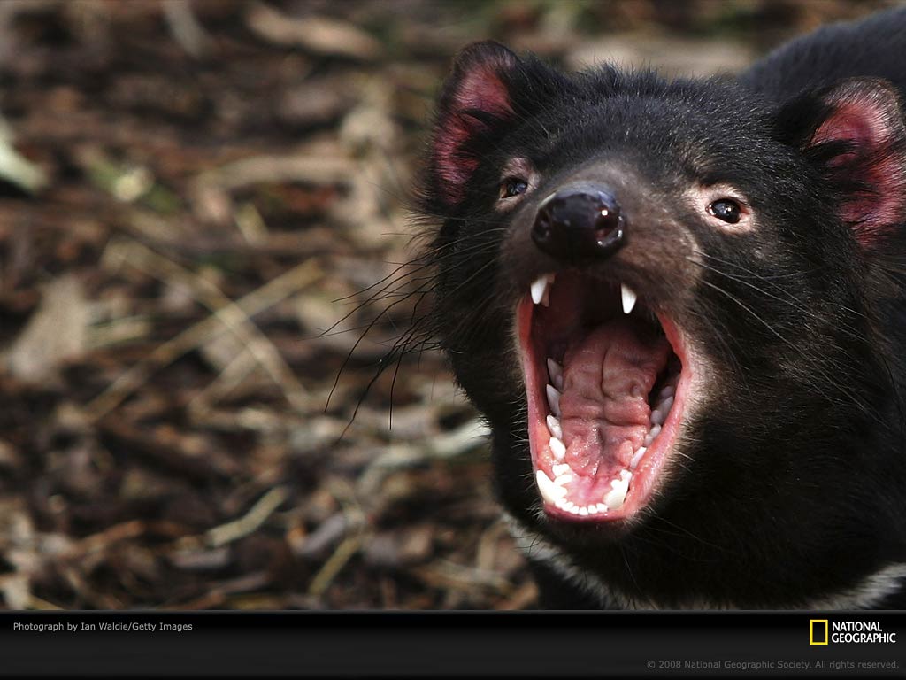 Tasmanian Devil Wallpaper Fun Animals Wiki Videos Pictures