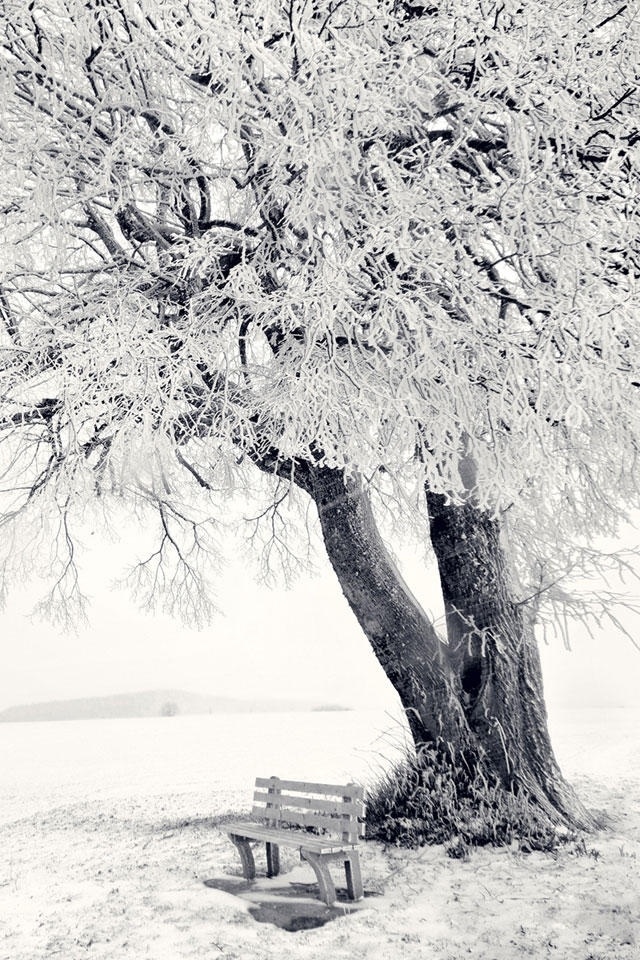 HD Wonderful Tree In Winter Scenery iPhone Wallpaper Background