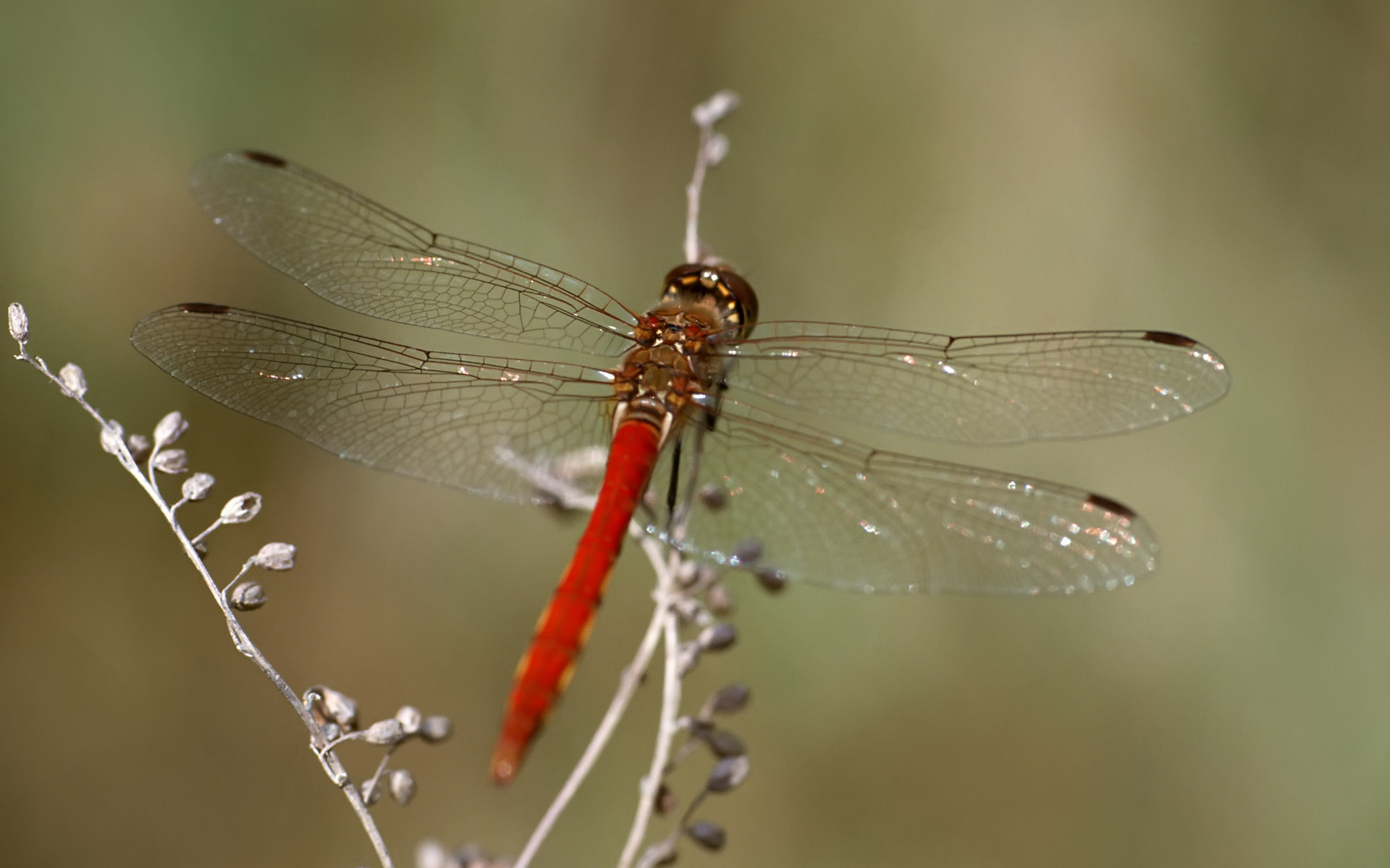 Red Dragonfly Desktop Pc And Mac Wallpaper
