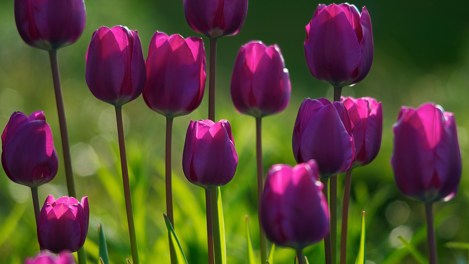 Tapety Na Pulpit Tulipany Bordowe Kwiaty Polu Natura T O