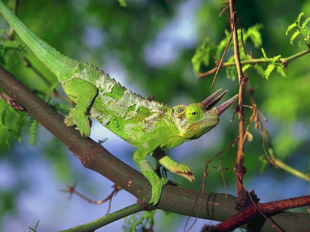Iguana Wallpaper And Image Pictures Photos