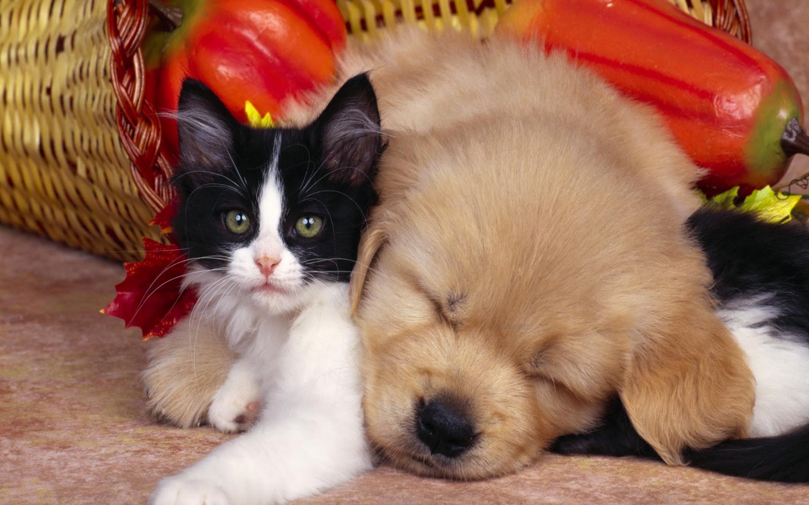 Cute Pets Dog And Cat Friendship