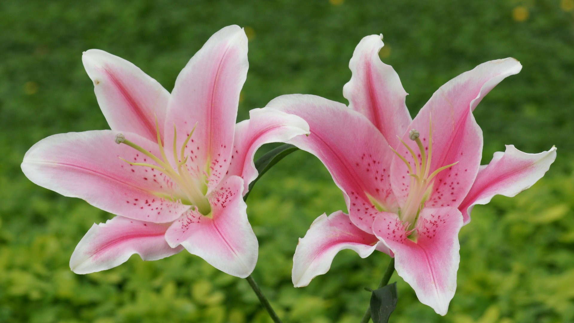 Lily Flower Wallpaper