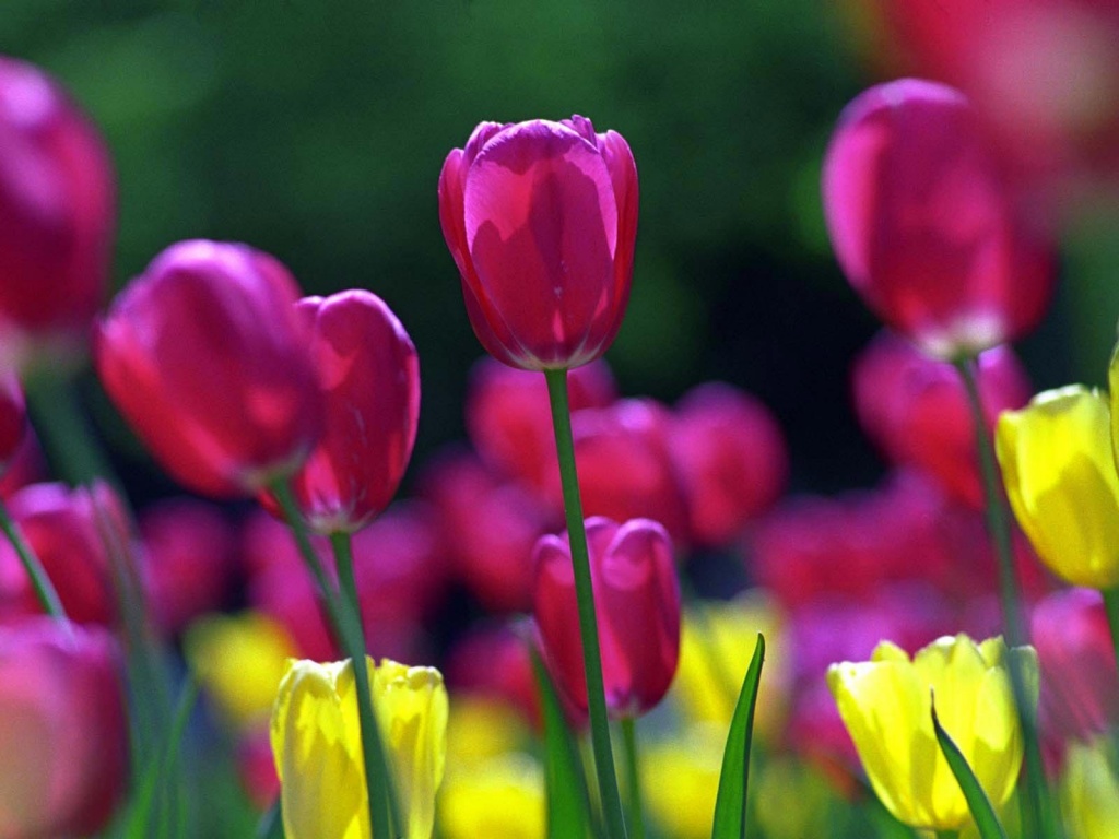 Spring Tulips Desktop Pc And Mac Wallpaper
