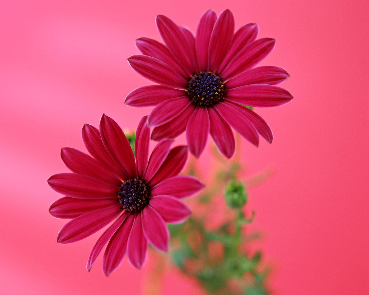 Gerbera Daisy Flower Pink Wallpaper