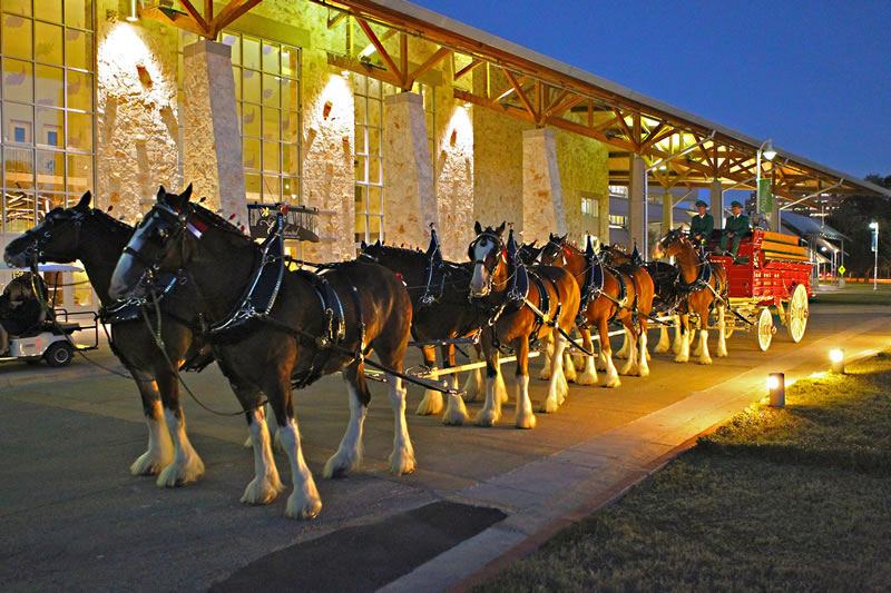 Displaying 20 Gallery Images For Budweiser Clydesdales Christmas