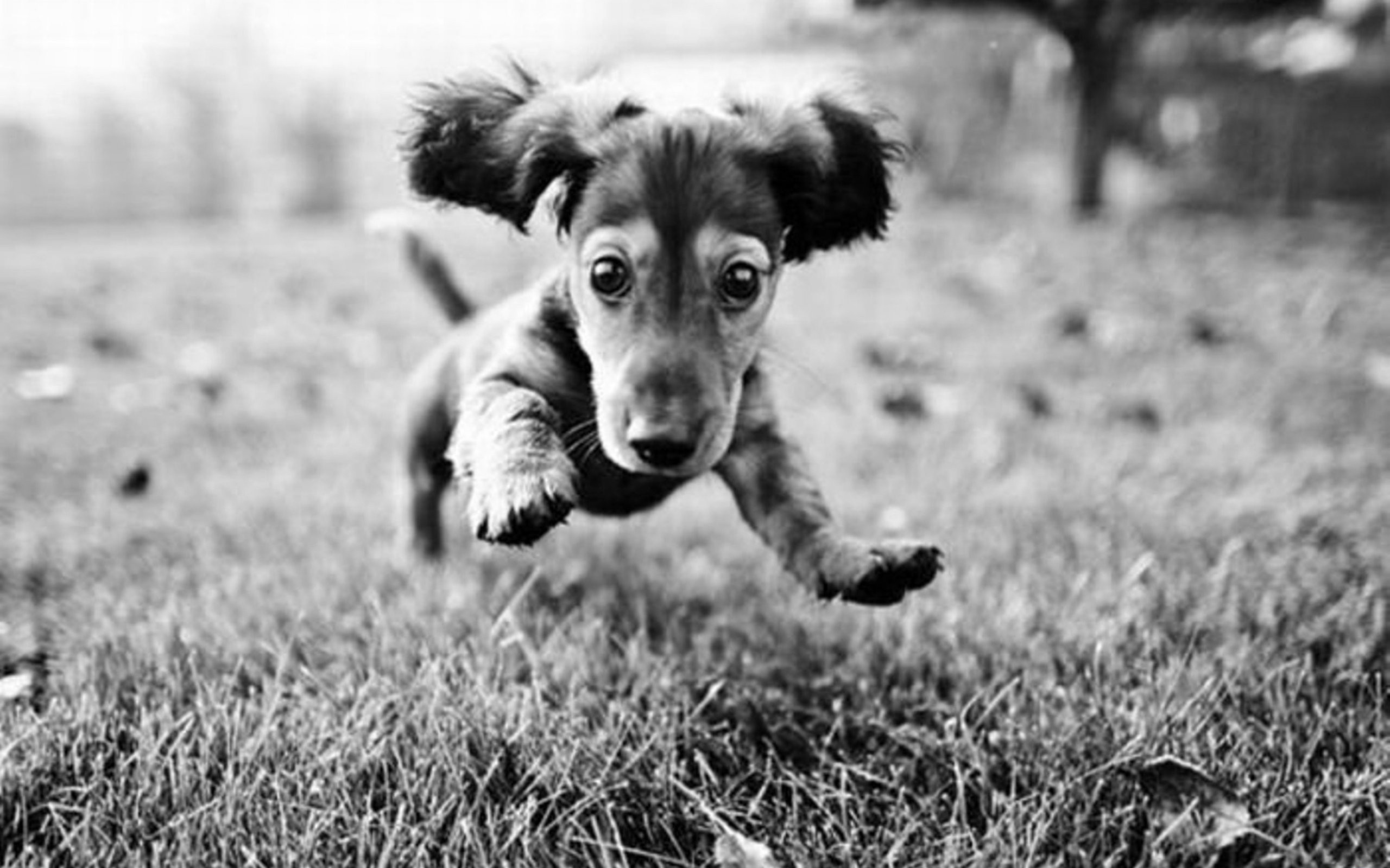 Black And White Jumping Puppy Wallpaper Background