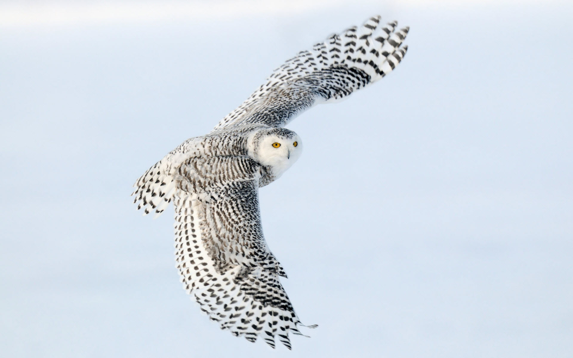 HD Wallpaper Snowy Owl For Desktop
