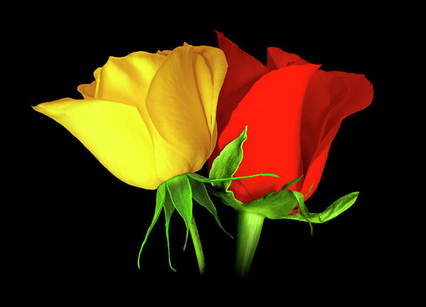 Yellow Rose Wallpaper Red Roses