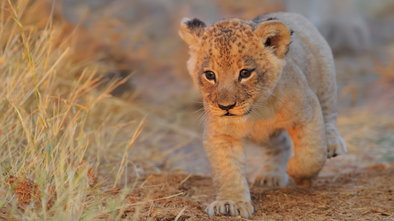 A lion cub takes its first steps in the African savanna, its golden fur glowing in the warm sunlight. The cub's innocent eyes gaze into the distance, filled with curiosity and wonder as it explores its new world