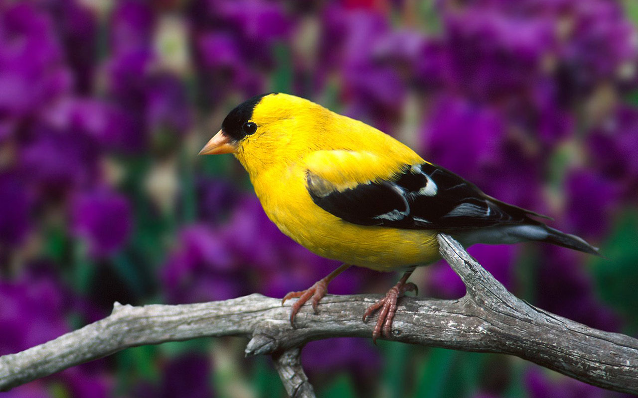  WallpapersFlowers on the bright feathers of birds photo wallpaper 5