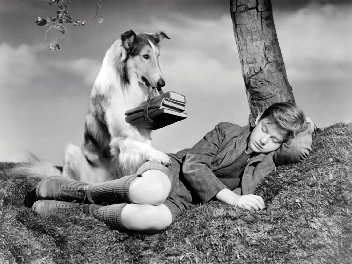 Rough Collie Pets Cute And Docile