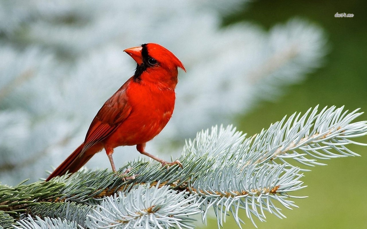 Cardinal Wallpaper Animal