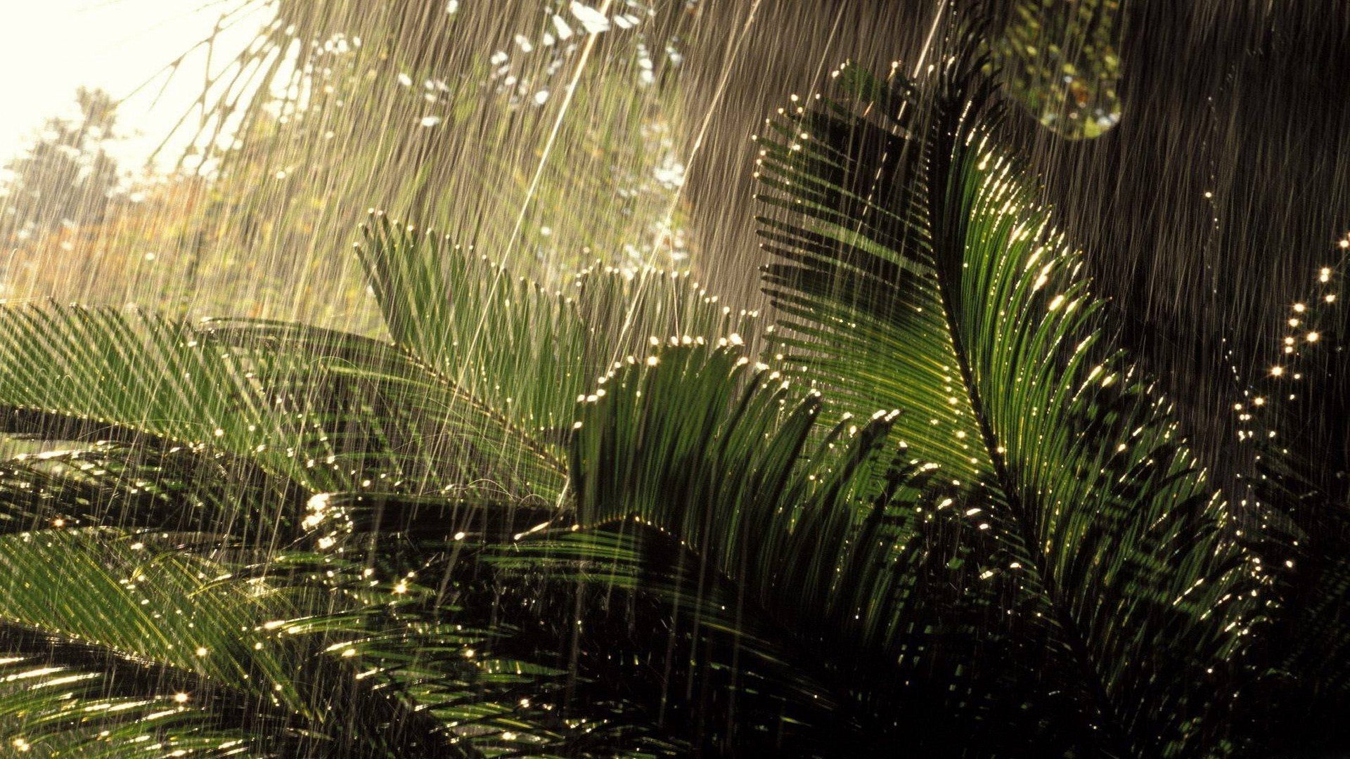 Beautiful Monsoon Season Wallpaper HD