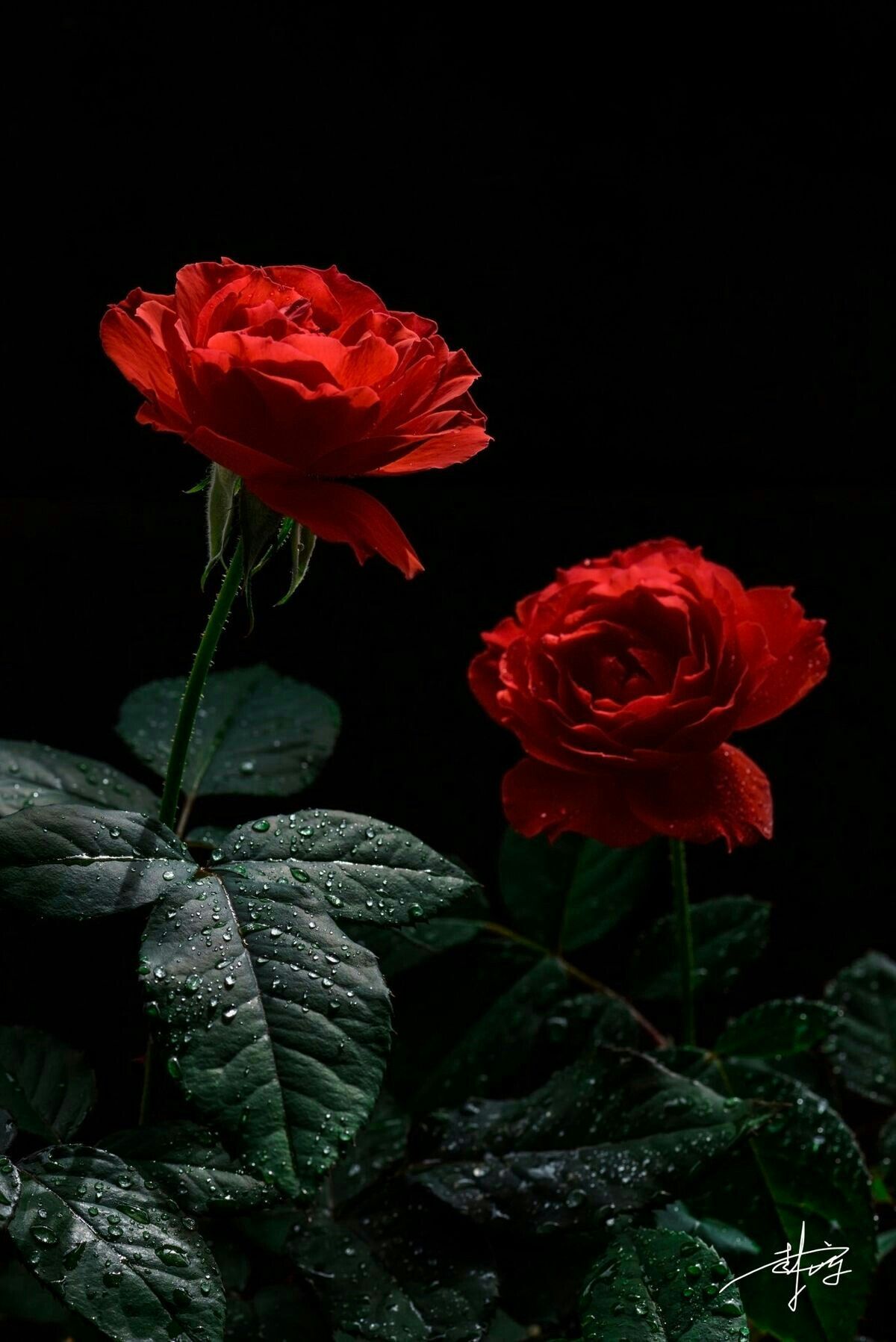 Rose Aesthetic Wallpaper