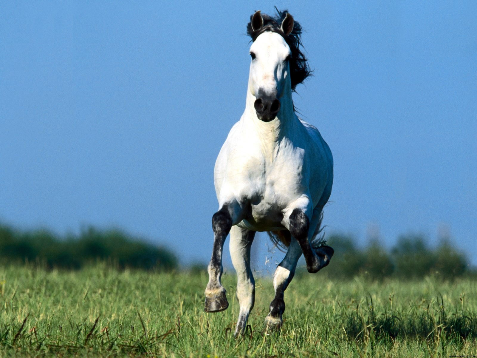 running white horse backgrounds black and white horse background 1600x1200