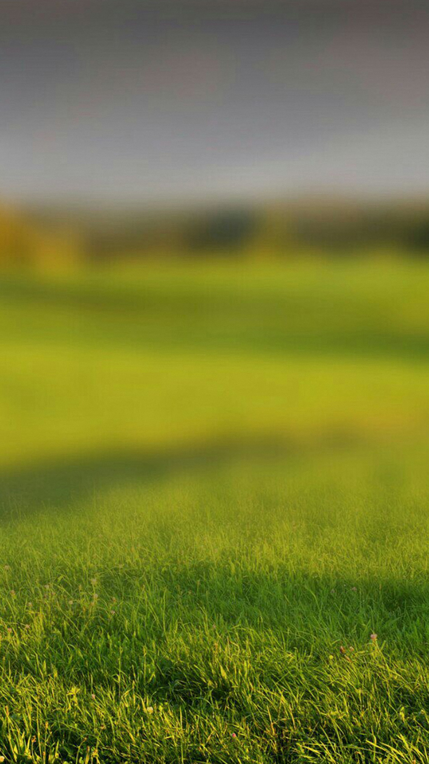 Your Xiaomi Mi5 HD Hazy Meadow Wallpaper