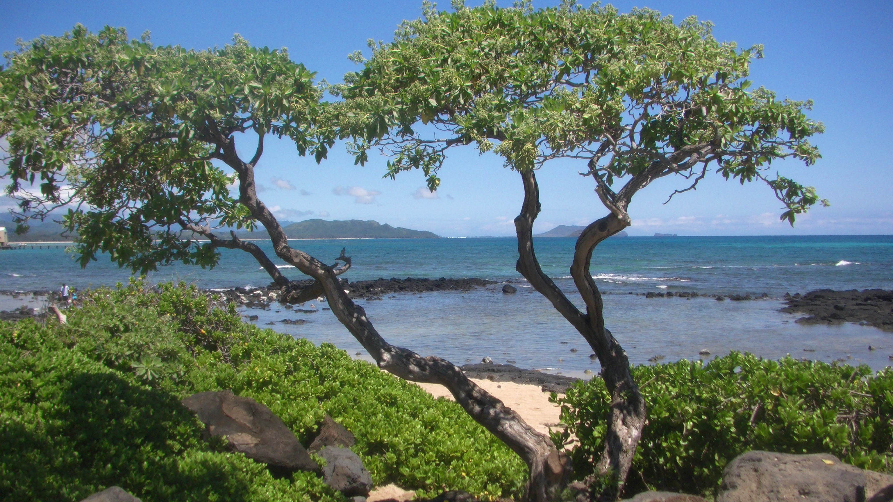 Beaches Waimanalo Beach Park Ocean Trees Oahu Hawaii Desktop